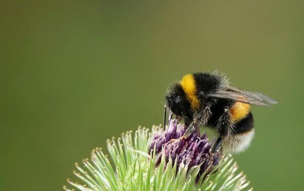 Image for event: Pesticides, Pollinators, and People