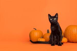 Image for event: Black Cat Party for Kids and Tweens