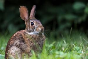Image for event: Hop Along The Bunny Trail: A Community Event