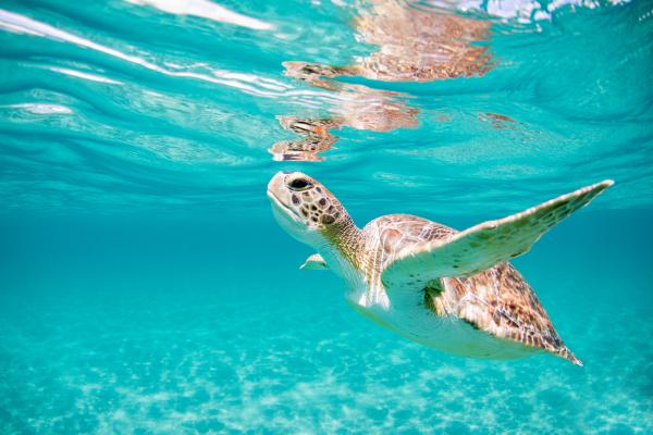 Image for event: Zoom: Loggerhead Sea Turtle Migration